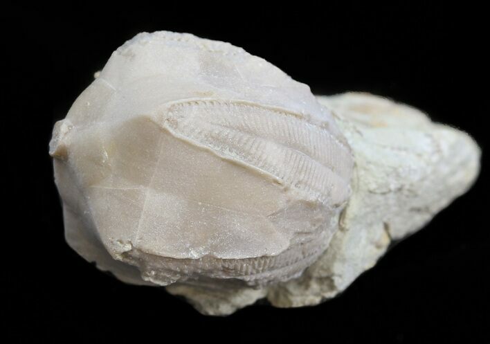 Blastoid (Pentremites) Fossil - Illinois #45022